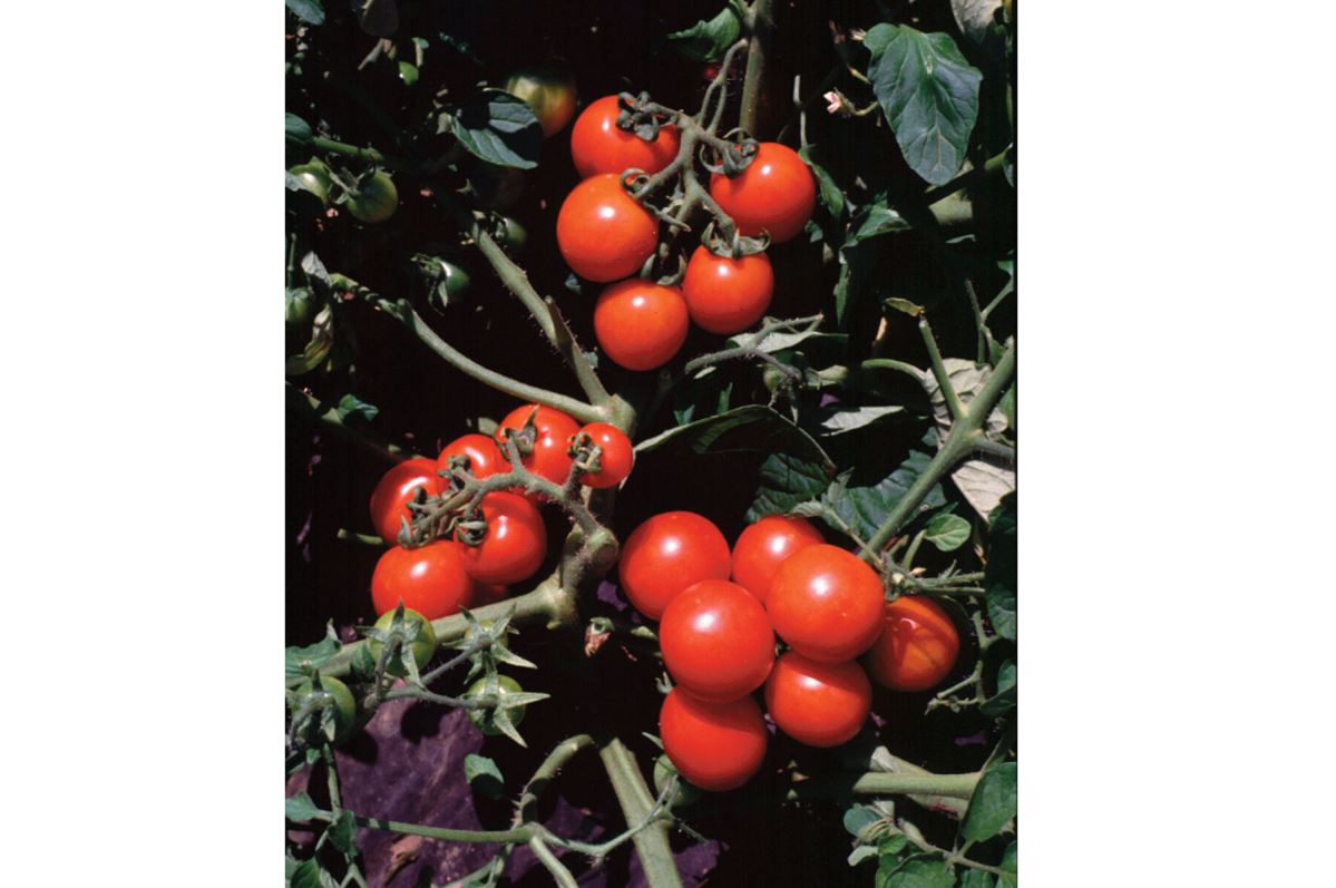 Washington Cherry – Organic Tomato Seed